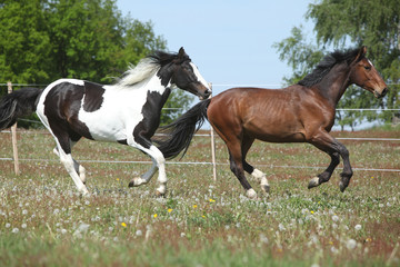 Obraz premium Two amazing horses running on spring pasturage