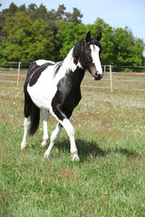 Gorgeous paint horse running on flowered pasturage