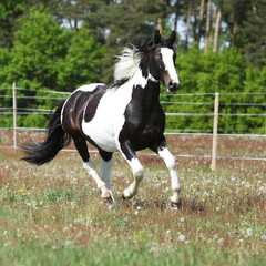 Beautiful skewbald stallion running on flowering pasturage