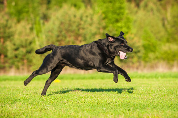 Black labrador running