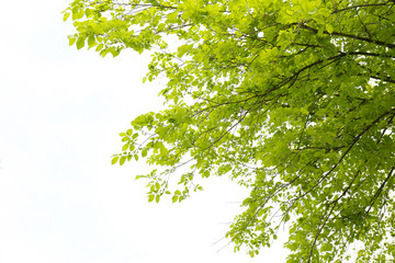 Beautiful spring leaves on tree, outdoors