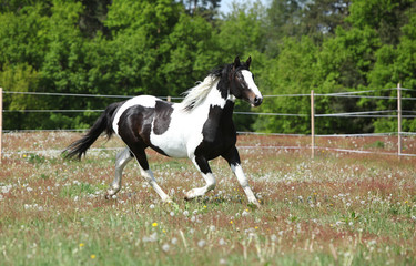 Naklejka na ściany i meble Beautiful skewbald stallion running on flowering pasturage