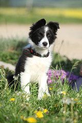 Nice puppy of border collie in flowers