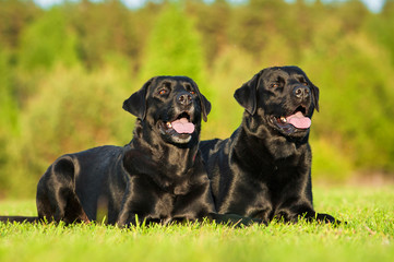 Two black labradors lying