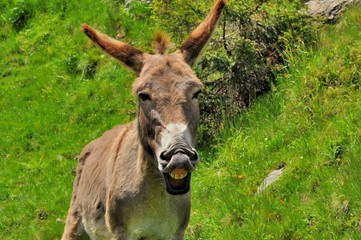 Big smile of donkey