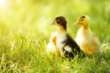 Little cute ducklings on green grass, outdoors