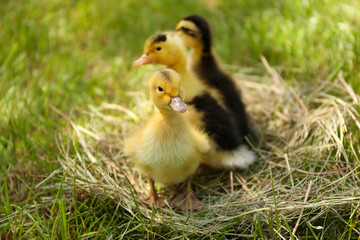 Little cute ducklings on hay, outdoors