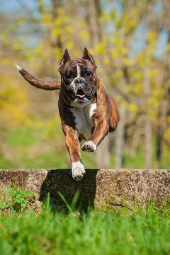 Boxer Dog Jumping Over The Hurdle