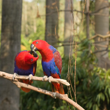 two lover parrots kiss on the tree