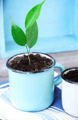 Young plant in mugs on color wooden background