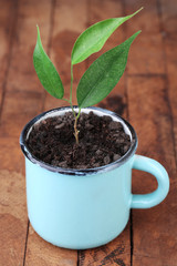 Young plant in mug on color wooden background