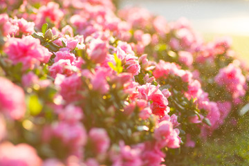 pink begonias