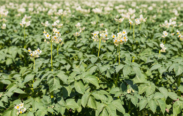 White flowers with yellow stamens of potato plants