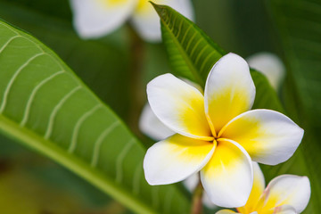 Fototapeta na wymiar Close up of plumeria or frangipani blossom.