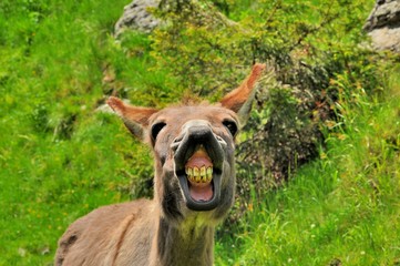 Funny donkey