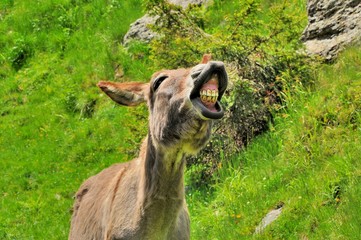 Smiling Donkey