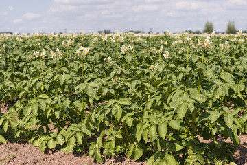 Fototapeta na wymiar White flowers with yellow stamens of potato plants