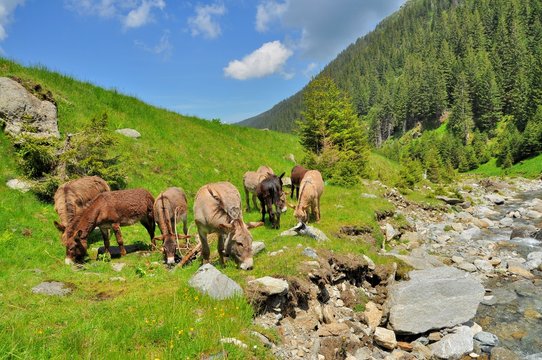 Mountain landscape with river and grazing donkeys