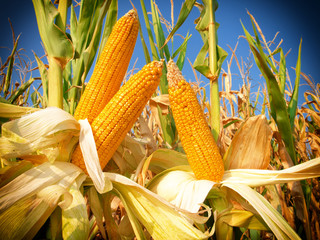 Corn field closeup © Željko Radojko