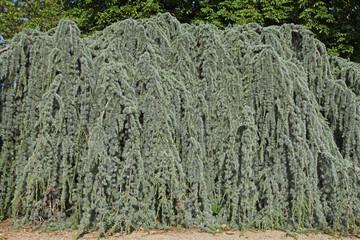 Cèdre pleureur de l'Atlas