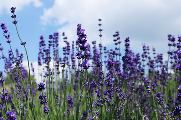 Lavendel