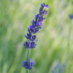 fiore di lavanda_ giardino