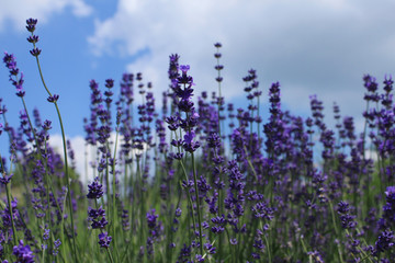 Lavendel