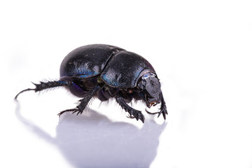 dung Beetle violet black on white background