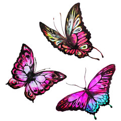 butterflies design