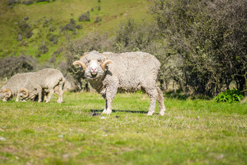 Fototapeta premium Sheeps in Moke Lake near Queenstown New Zealand