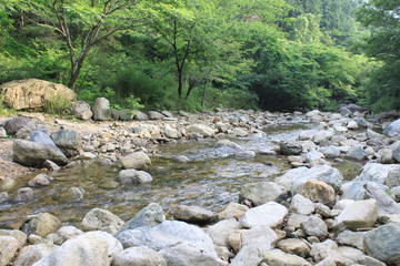 林の中を流れる川