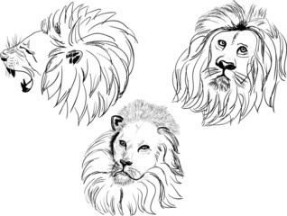 three lion heads isolated on white