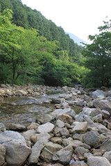 林の中を流れる川