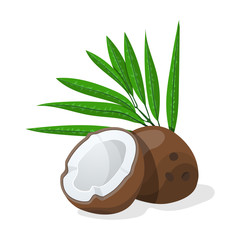 Coconuts with leaves. Vector illustration. - obrazy, fototapety, plakaty