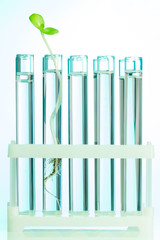 Green plant in test tubes which are with water
