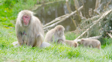 group of japanese macaque monkeys