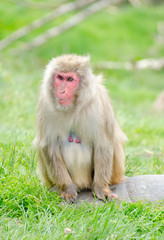 older female japanese macaque monkey