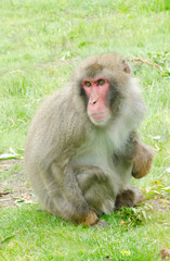adult male japanese macaque monkey