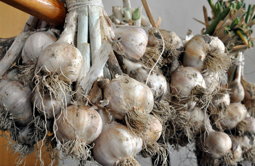 Detailed view of bio garlic