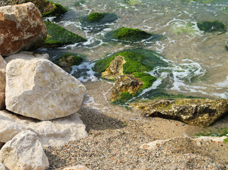 Küste, Strand, Algen