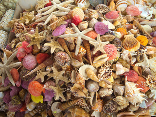 Muscheln, Muschelnetz