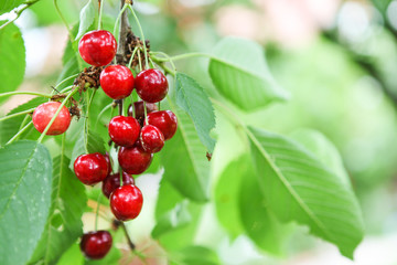 beautiful cherry fruits hanging on a branch at orchard
