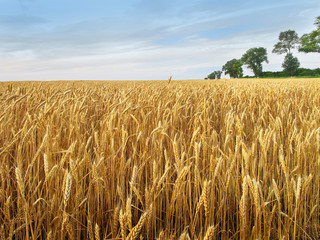 Golden grain field