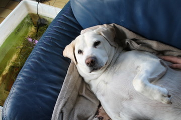 labrador