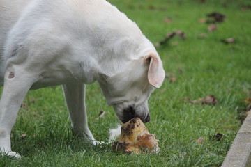 Obraz premium labrador