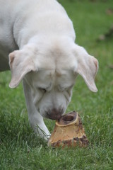 labrador