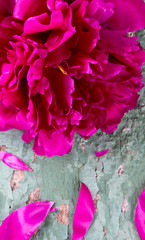 colorful peonies on old wooden surface
