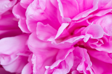 close up of beautiful peonies