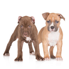 american pit bull and staffordshire terrier puppies