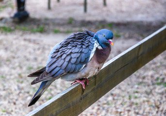 Pigeon voyageur